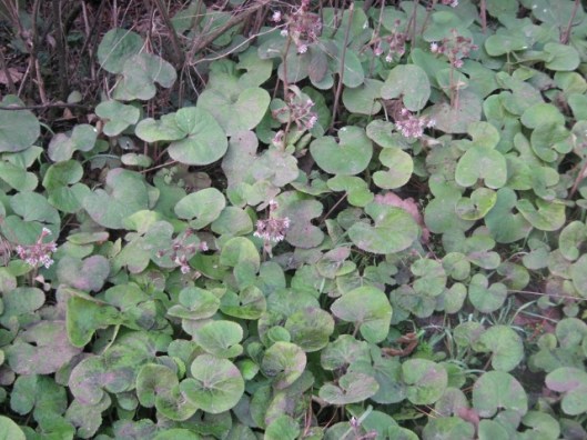 IMG_4003Winter Heliotrope (640x480)