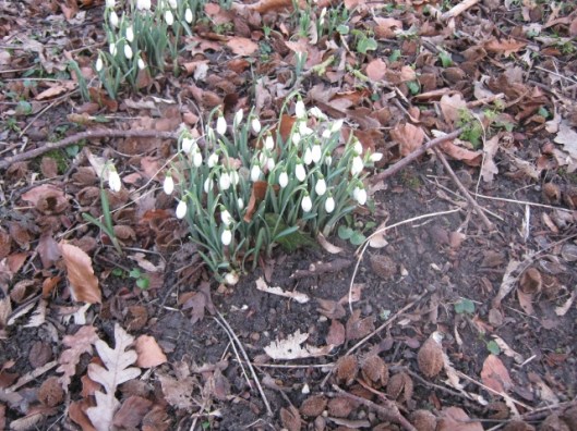 IMG_4005Snowdrops (640x480)