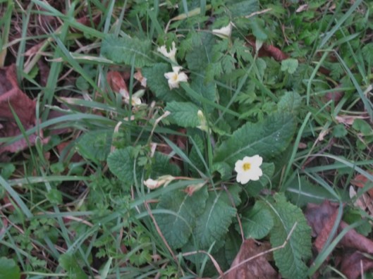 IMG_4006Primroses (640x480)