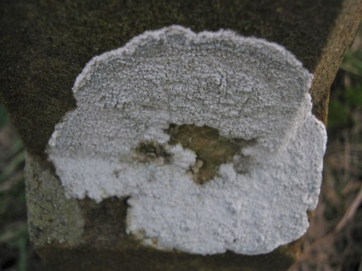 IMG_4010Lichen on gravestone (640x480)