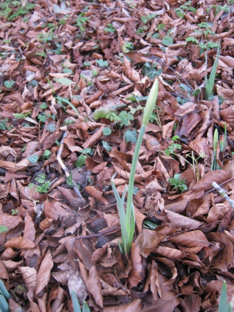 IMG_4011Daffodil bud (480x640)