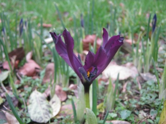 IMG_4027Miniature iris (640x480)
