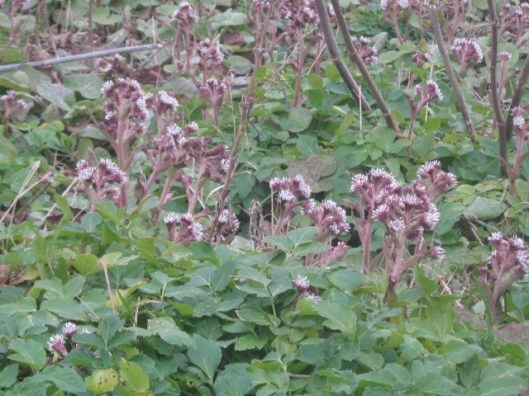 IMG_4049Winter heliotrope (640x480)