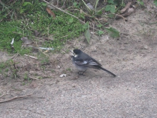 IMG_4051Pied Wagtail (640x480)