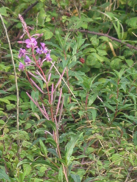 003Rosebay Willowherb (480x640)