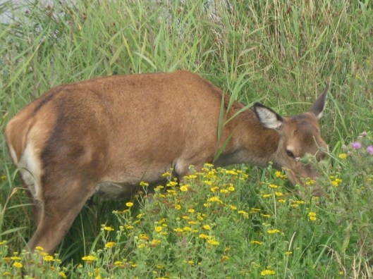 005Red deer (640x480)