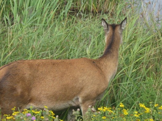 006Red deer (640x480)