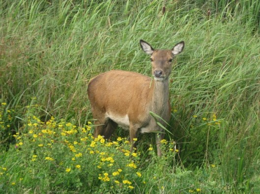 009Red deer (640x480)