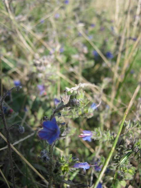 015Viper's Bugloss (480x640)