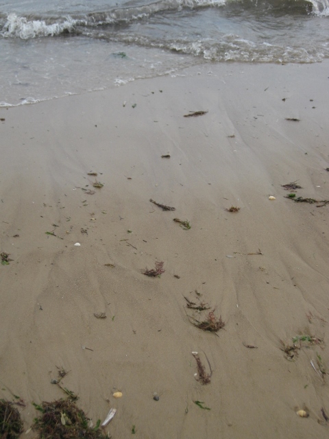 030Wet sand (480x640)