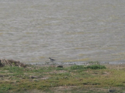 033Common Sandpiper (640x480)