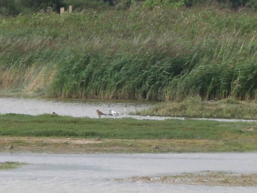 035Duck and Avocet (640x480)