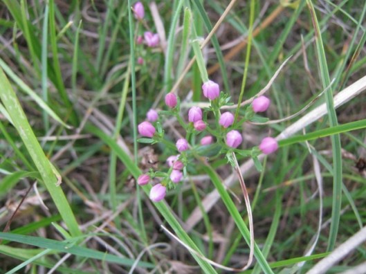 037Lesser centaury (640x480)