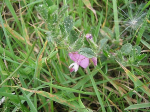 039Common Restharrow (640x480)