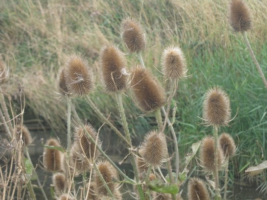 041Teasels (640x480)