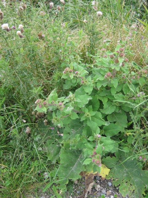 042Lesser Burdock (640x480)
