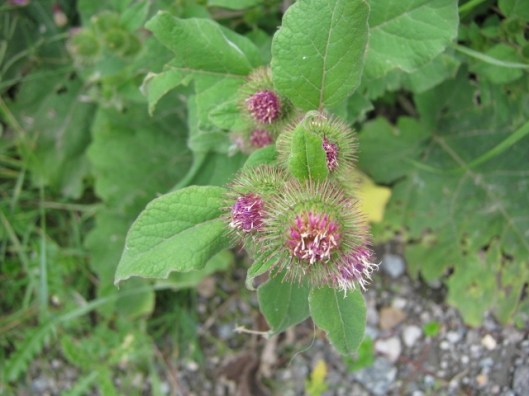 043Burdock flowers (640x480)