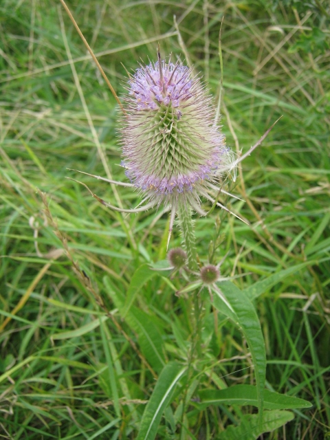 044Teasel flower (480x640)
