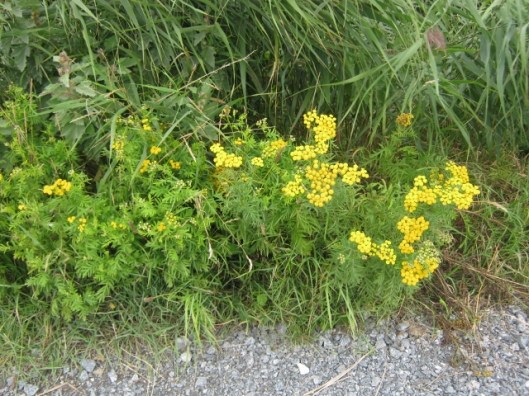 045Tansy (640x480)
