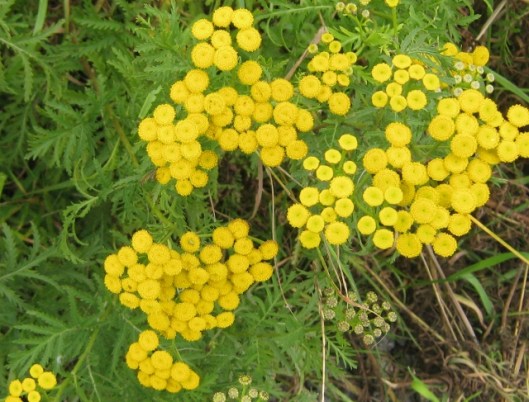 046Tansy (640x487)