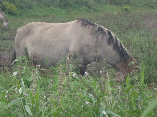 048Konik pony (640x480)