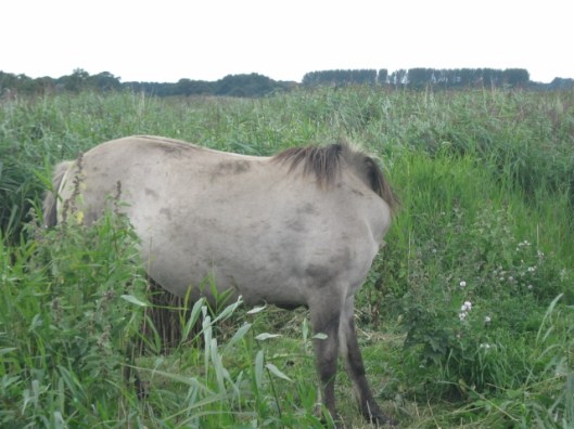 049Konik pony (640x480)