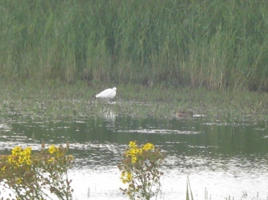 053Spoonbill (640x480)