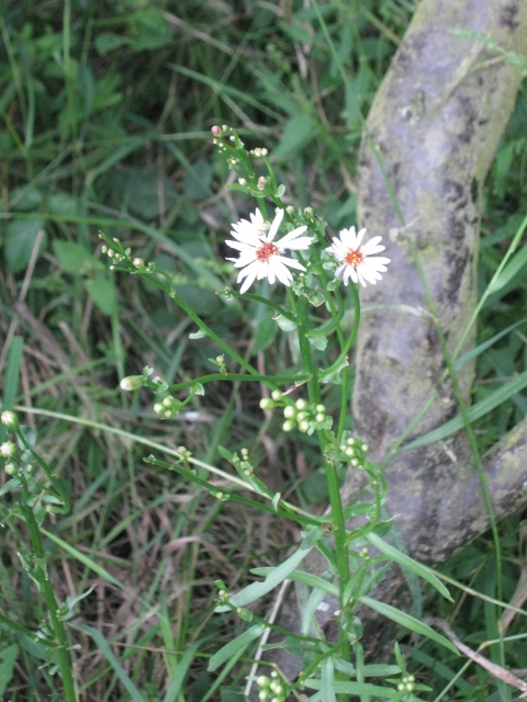 055Michaelmas daisy (480x640)