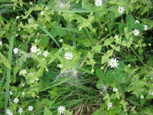 058Chickweed (640x480)