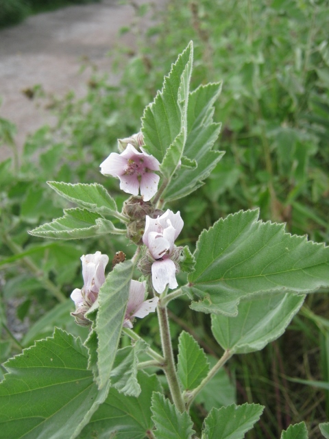 059Marsh Mallow (480x640)