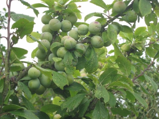 060Sloes (640x480)