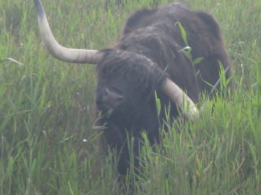 061Highland Cattle (640x480)