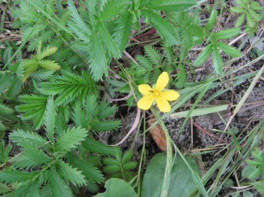 062Silverweed (640x480)