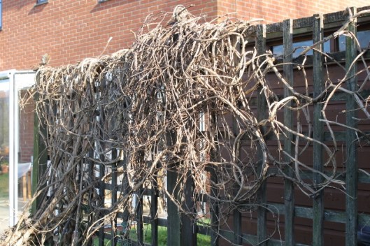 IMG_1873Clematis (640x427)