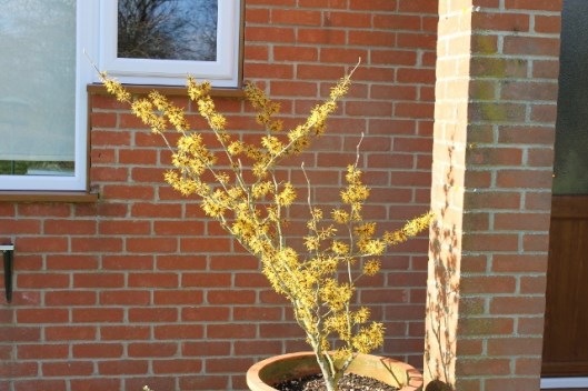 IMG_1876Witch-hazel (640x427)
