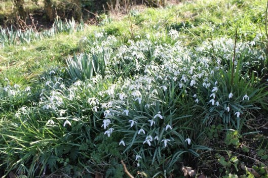 IMG_1878Snowdrops (640x427)