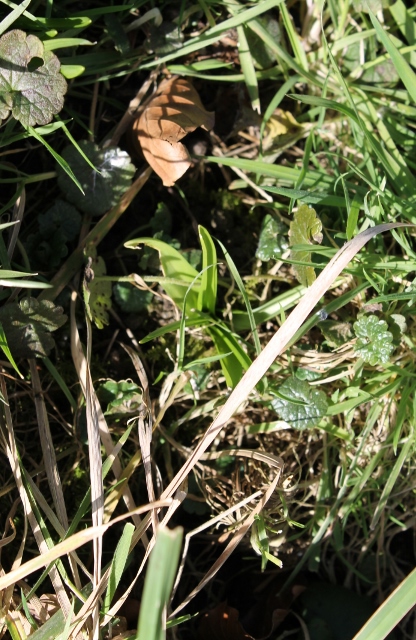 IMG_1883Bluebell leaves (427x640)