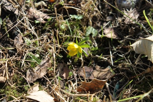 IMG_1885Winter aconite (640x427)
