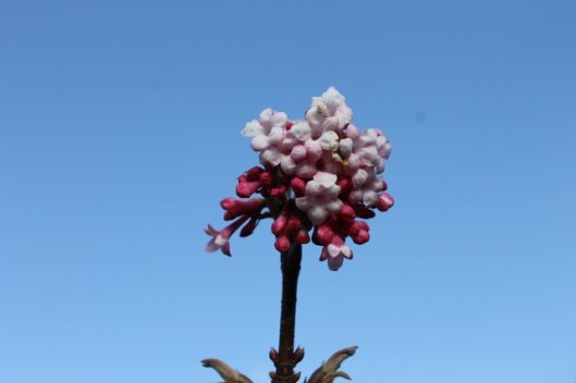 IMG_1887Viburnum flowers (640x427) (2)