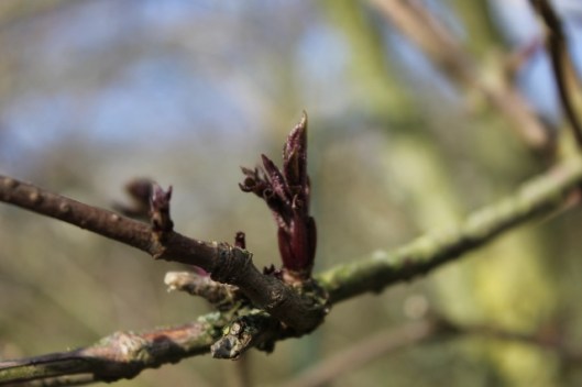 IMG_1896Elder leaves (640x427)