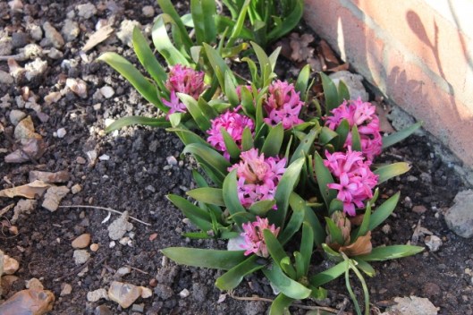 IMG_1910Pink hyacinth (640x427)
