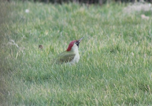 IMG_1911Green Woodpecker (640x448)