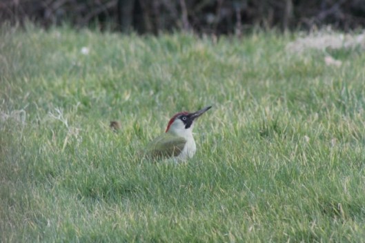IMG_1913Green Woodpecker (640x427)