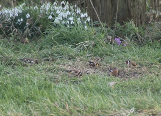 IMG_1914Chaffinches and Goldfinches (640x460)