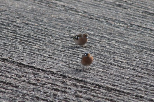 IMG_1919Chaffinches (640x427)