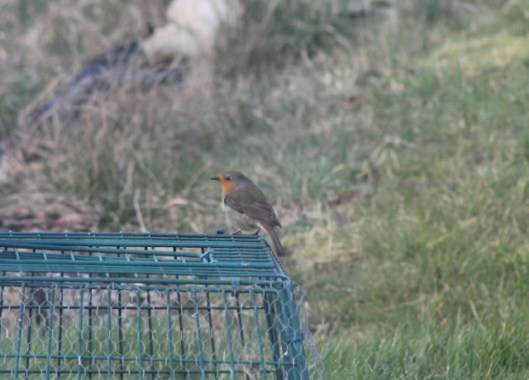 IMG_1920Robin (640x460)