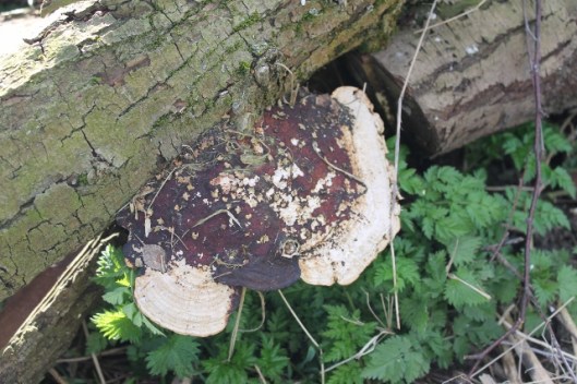 IMG_1939Bracket fungus on willow log (640x427)