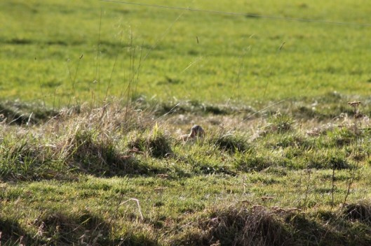 IMG_1941Greylag (640x427)