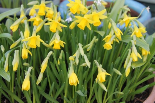 IMG_1945Tet-a-tete daffodils (640x427)