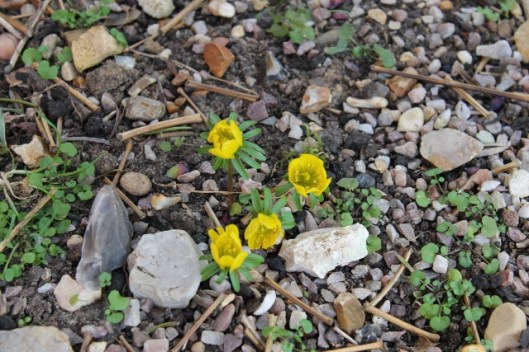 IMG_1946Winter aconites (640x427)